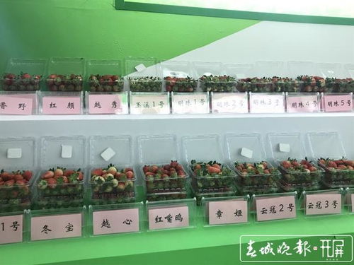 四季草莓 甘蔗細(xì)胞水 液體紅糖 云南省農(nóng)科院推薦眾多產(chǎn)品