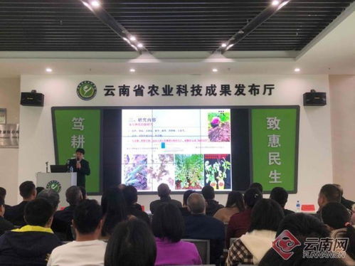 亮眼 111項食用豆創(chuàng)新成果精彩亮相 云南食用豆科技推動產(chǎn)業(yè)提質(zhì)增效降成本